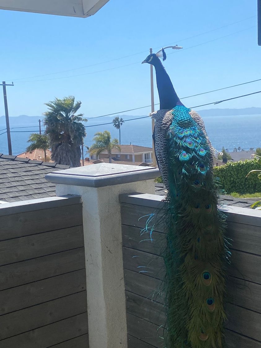 Literally From My Kitchen Window. I Love The Beautiful Peacocks. San Pedro, California