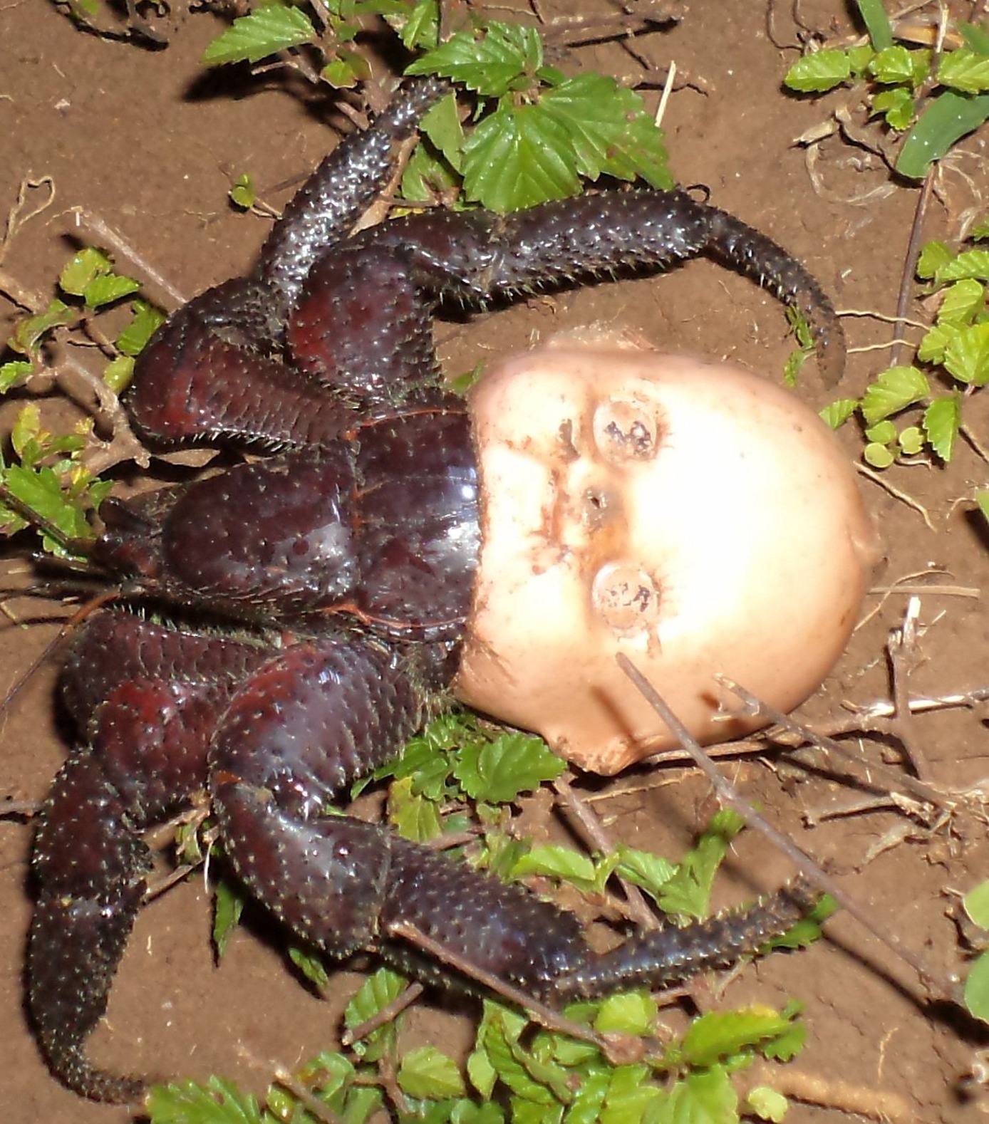 Hermit Crab Using A Discarded Doll Head For A Shell