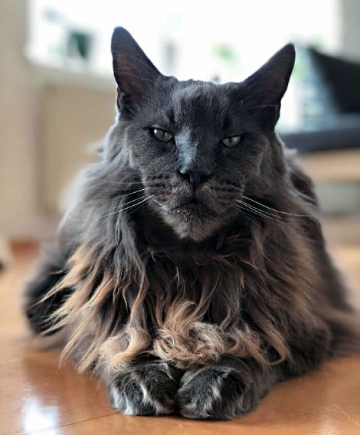 He Looks Like Both, A Lion And A Cat