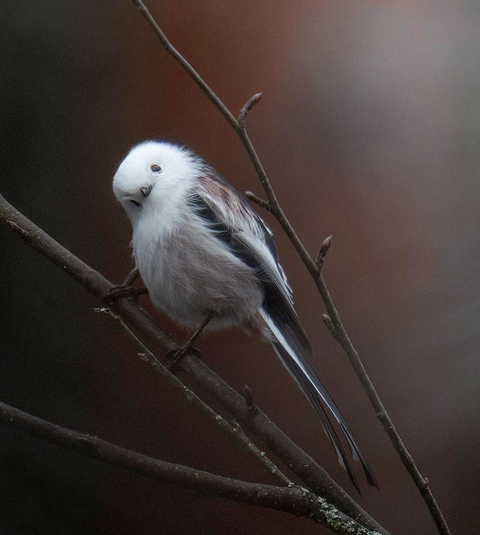 I Took A Picture Of A Long-Tailed Tit