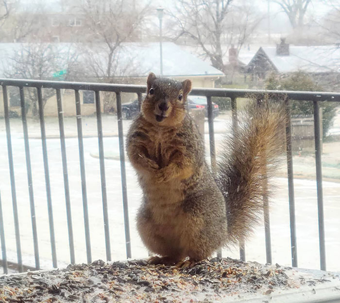 Cute Squirrel At My Apartment Doing A Heckin Pose For Me