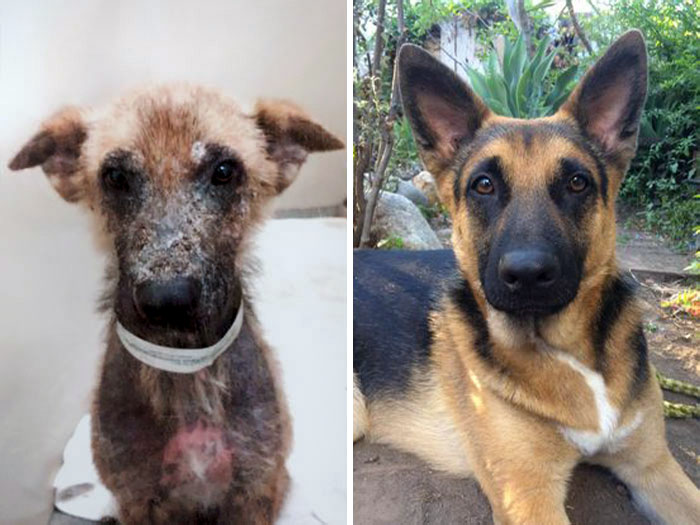 This Dog Is Competing For “Top Shelter Dog Makeover,” And I’m So Emotional Right Now. Before vs. After