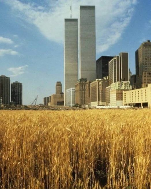 A Wheat Field In Manhattan Showing The Twin Towers