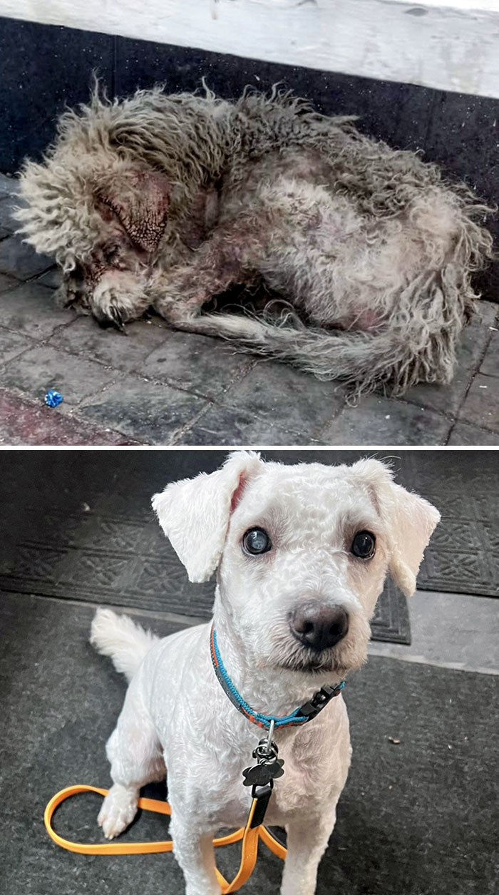 Before And After Of Toby That We Adopted Last Week. He Was Found In Texcoco And Is Blind In One Eye. After Some Care And Love, He’s Really Bounced Back