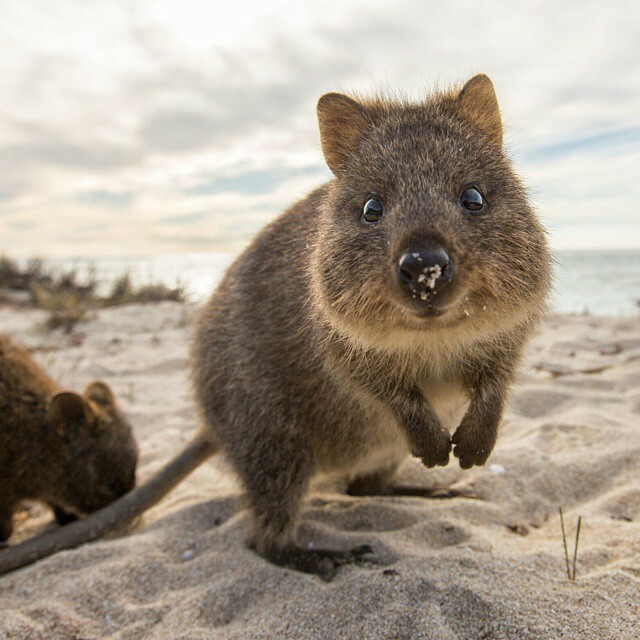 Here’s Another Quokka For You. Happiest Animal Ever. Enjoy