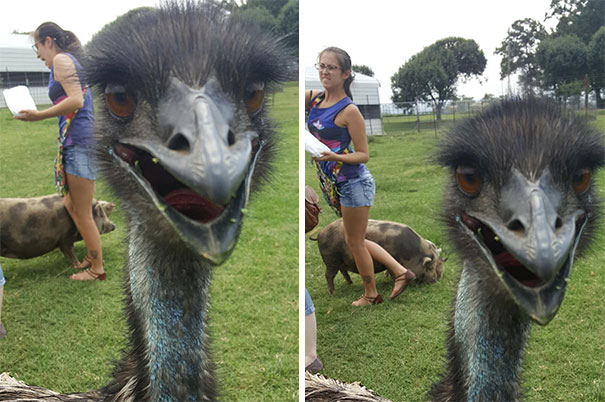 Went To A Petting Zoo. Friend Got Stepped On By A Pig. I Couldn’t Have Planned These Pictures If I’d Tried!