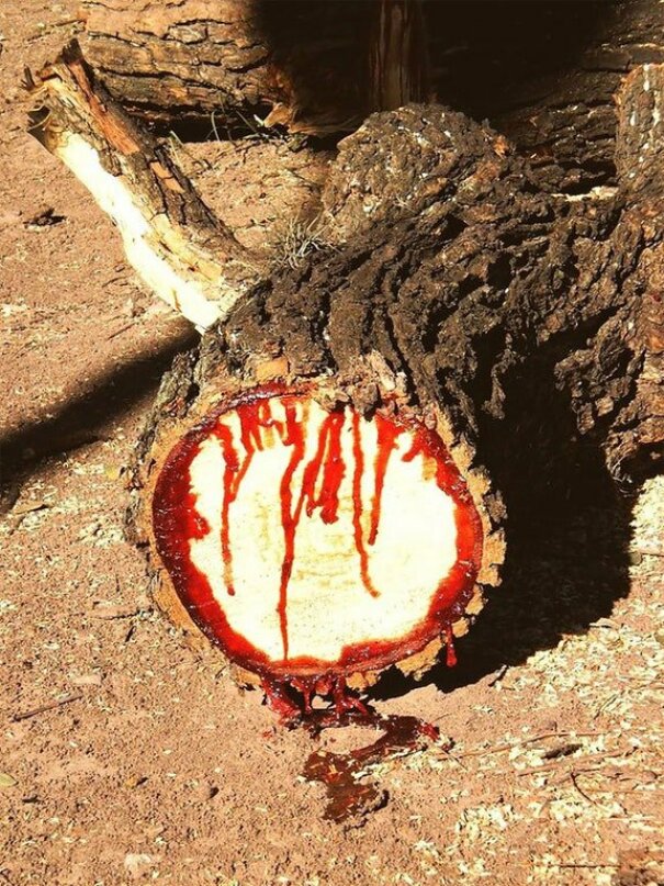 Pterocarpus Angolensis, Or Wild Teak, Looks Like A Perfectly Normal Tree Until It’s Wounded. When You Cut Into It, It Dribbles Long Trails Of Dark-Red Liquid Down Its Trunk. Wild Teak Has Come To Be Known As Bloodwood, For Obvious Reasons