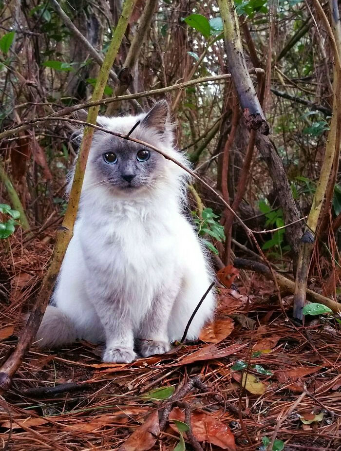 This Is Gracie. She’s A Feral Cat That Lives In The Woods Behind My Favorite Cupcake Shop