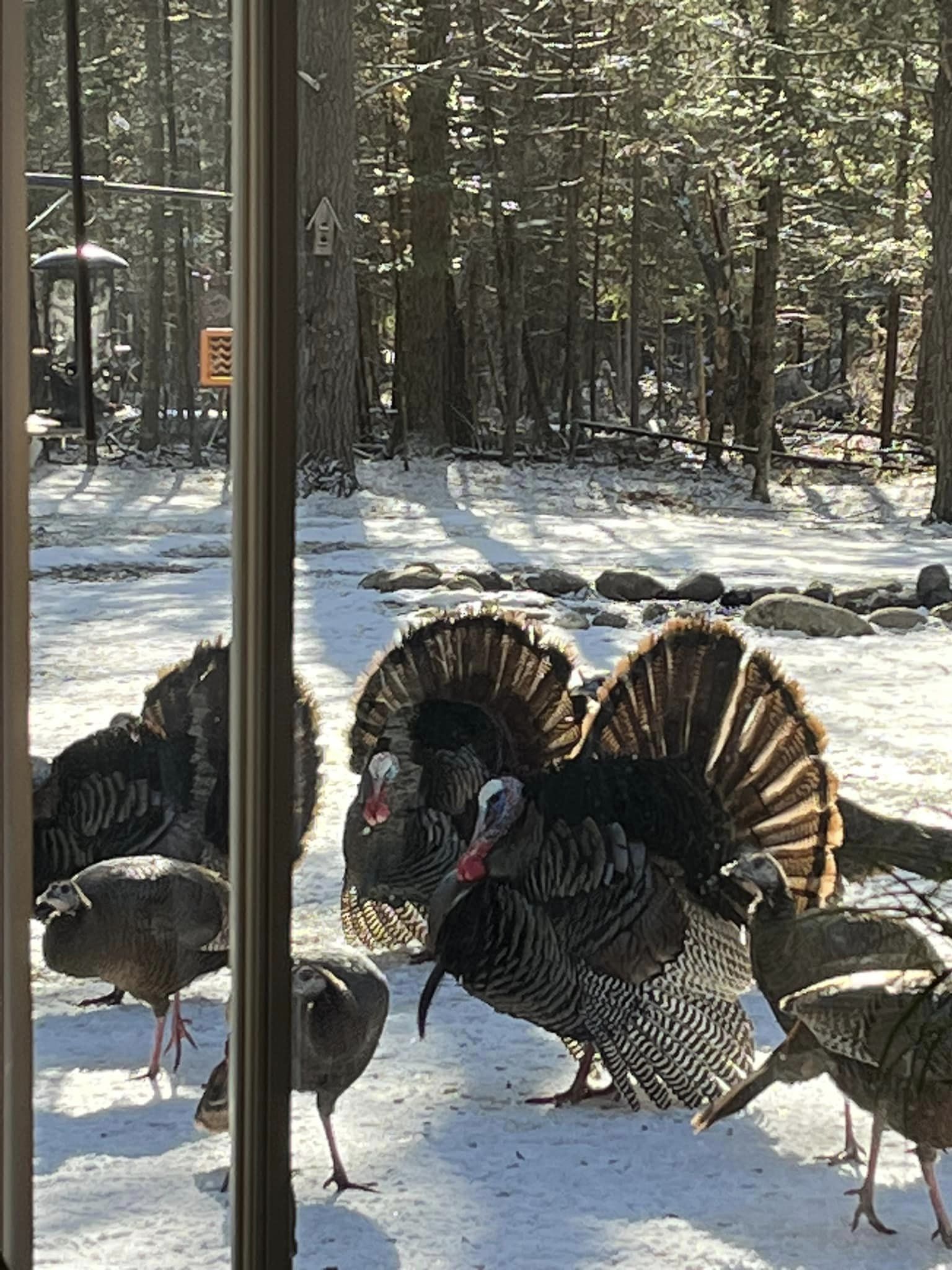 Boys Being Boys! Showing Off For The Ladies Outside Our Window