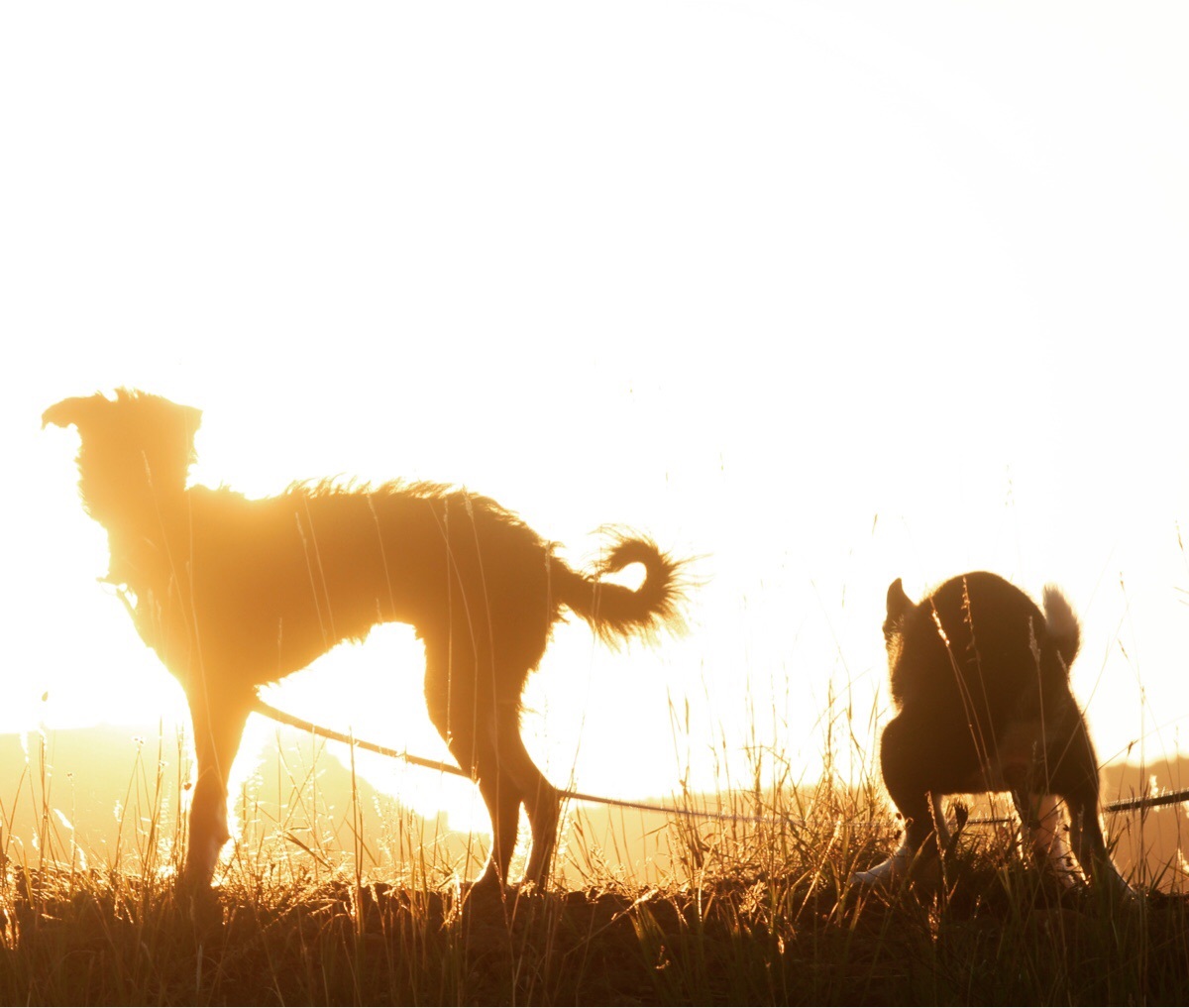 I Framed This Gorgeous Photo Of Teddy As The Sun Was Rising… At The Last Minute, Joey Decided To Photo Bomb