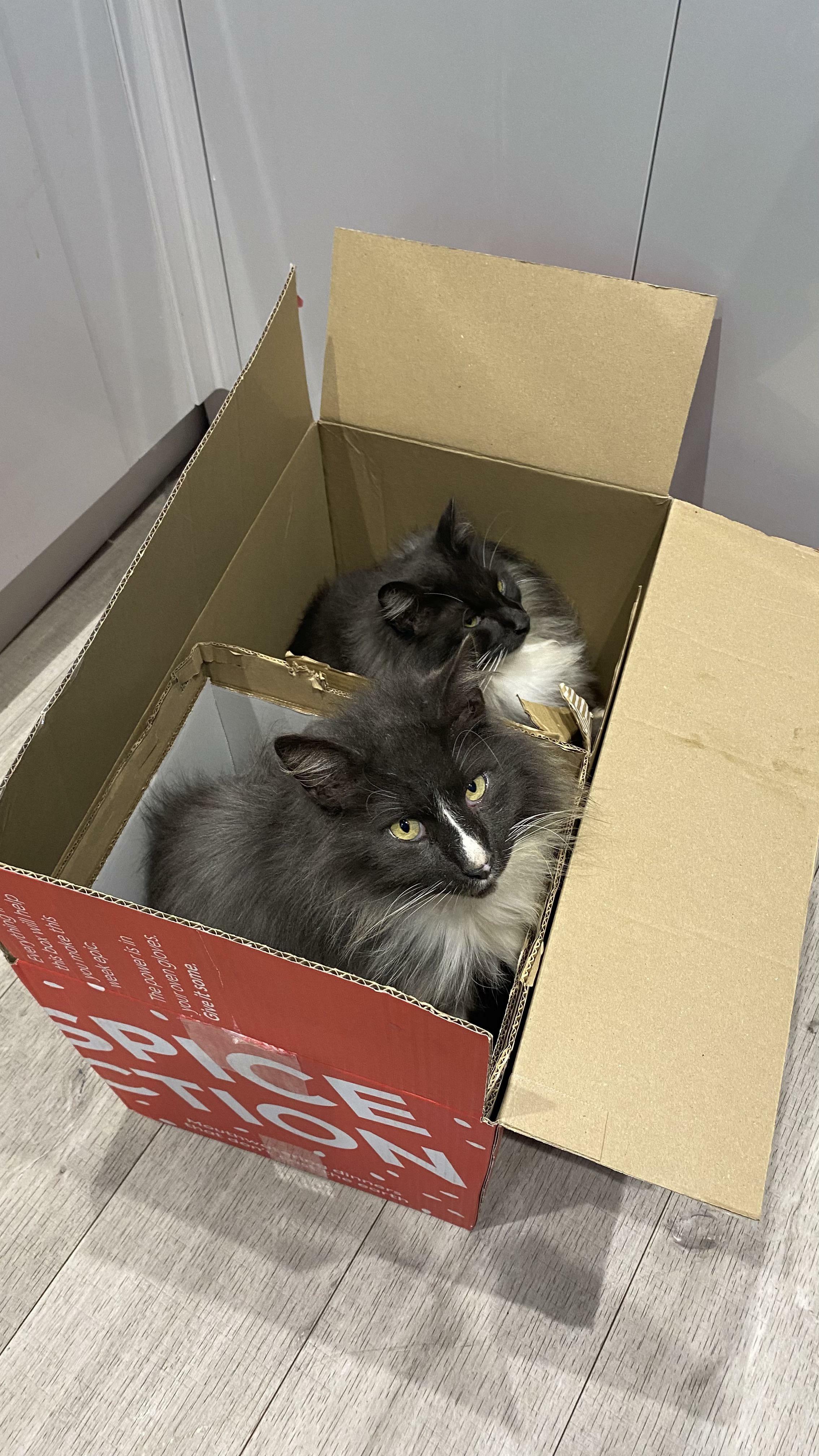 deux chats, une boîte
