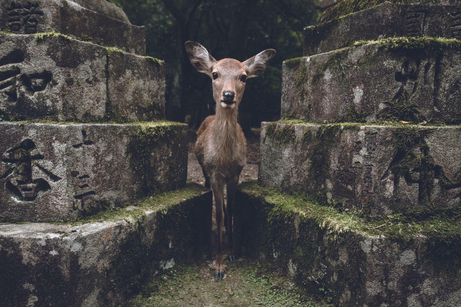 I Took A Picture Of A Deer In Japan