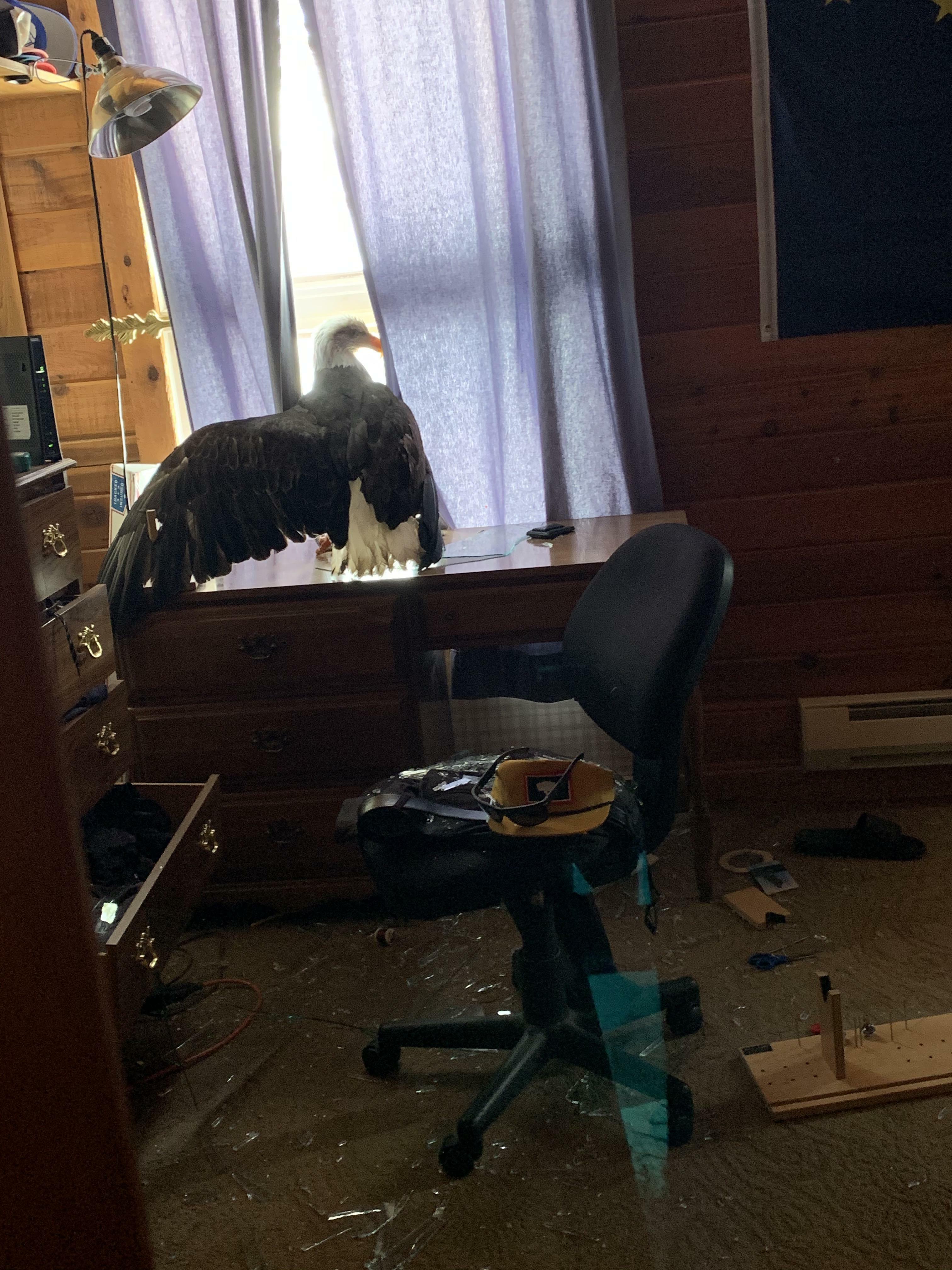 Last Week A Bald Eagle Flew Threw My Bedroom Window, While I Was Laying In Bed . It Was Insane, To Say The Least