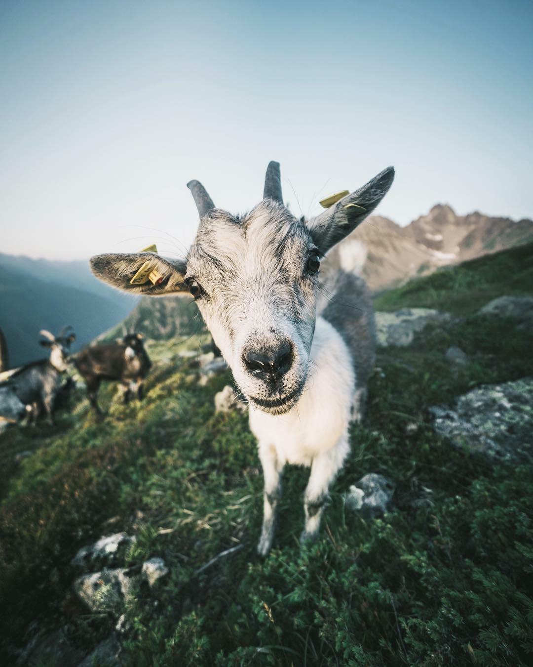 I Took A Picture Of A Goat