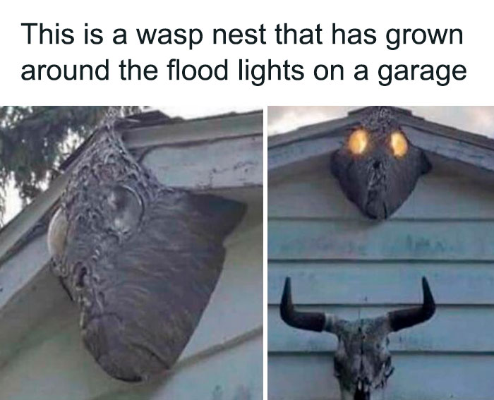 Definitely Mothman