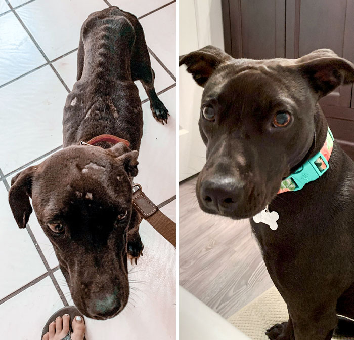 Before vs. After. She Lived In The Jungle Behind An Orphanage In Mexico With A Pack Of Strays, And Now She’s Our Sweetheart, Chonky Princess, That We Love