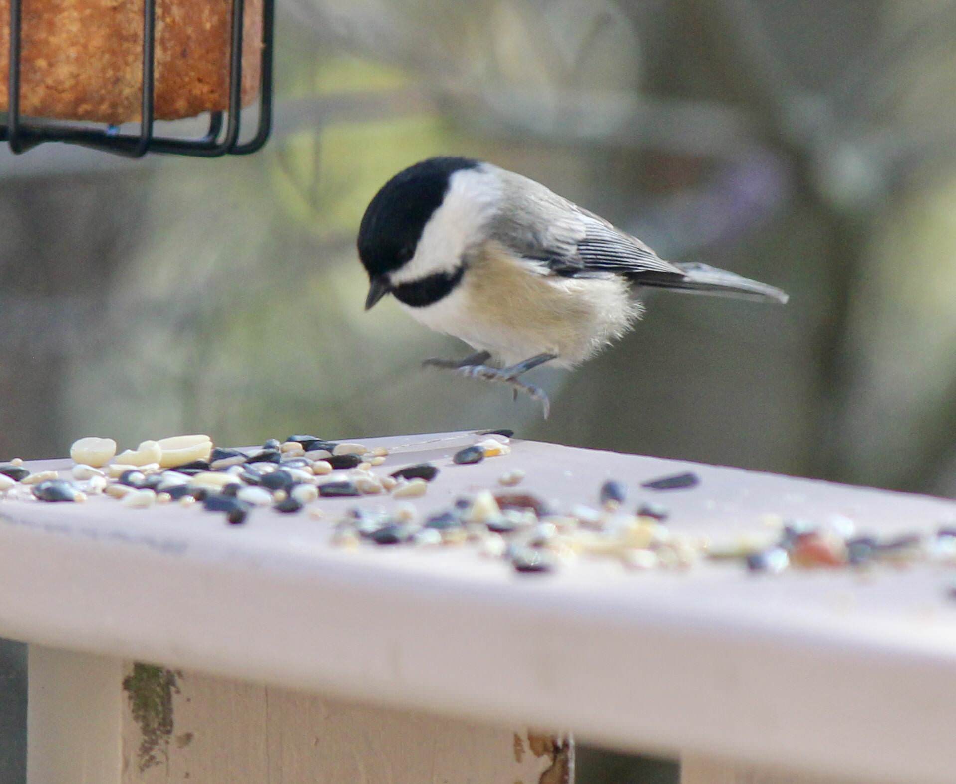 Coming In For A Landing