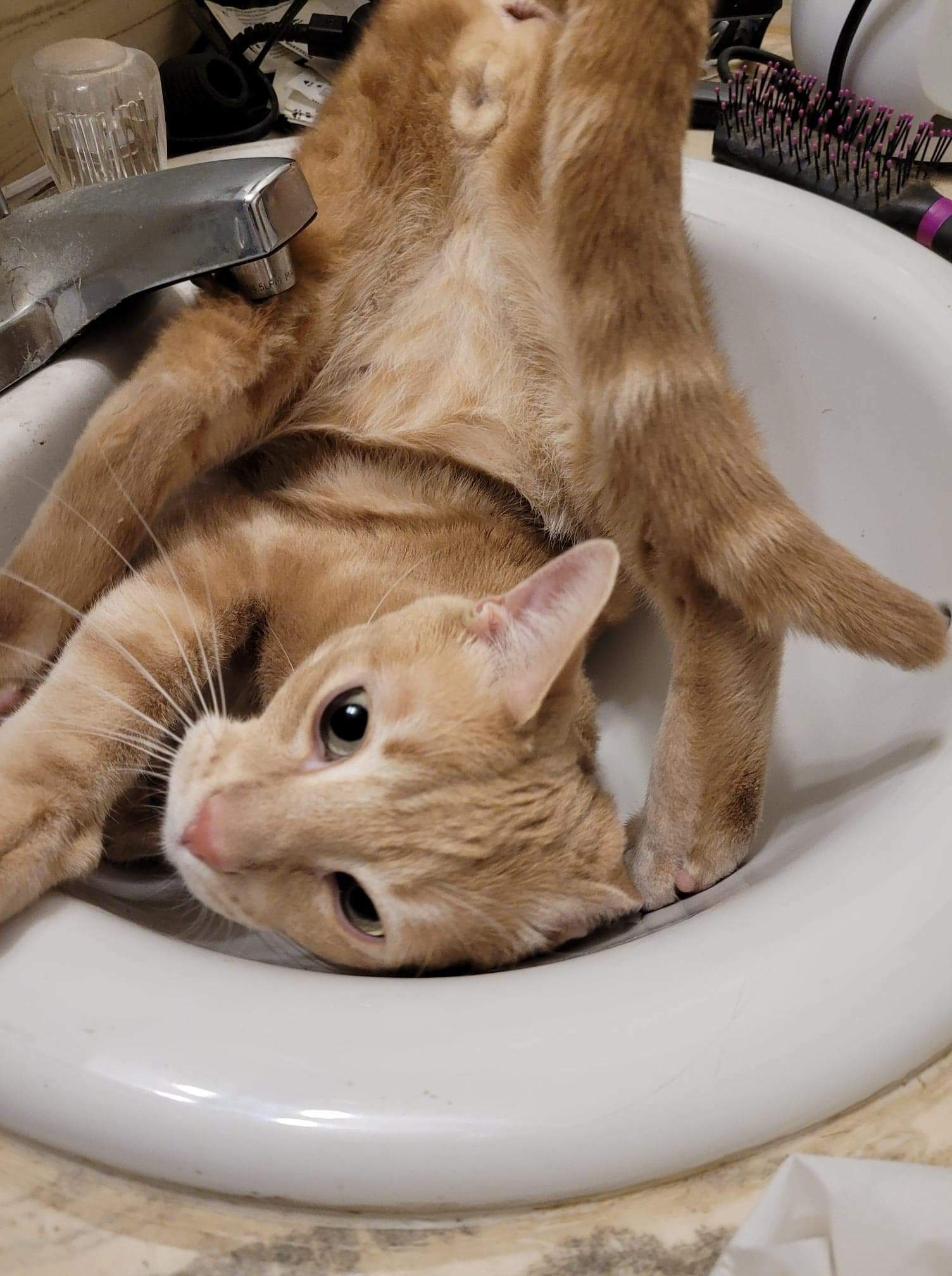 Je crois que mon chat est cassé. Il doit connaître le fonctionnement mystérieux du siphon de l’évier.