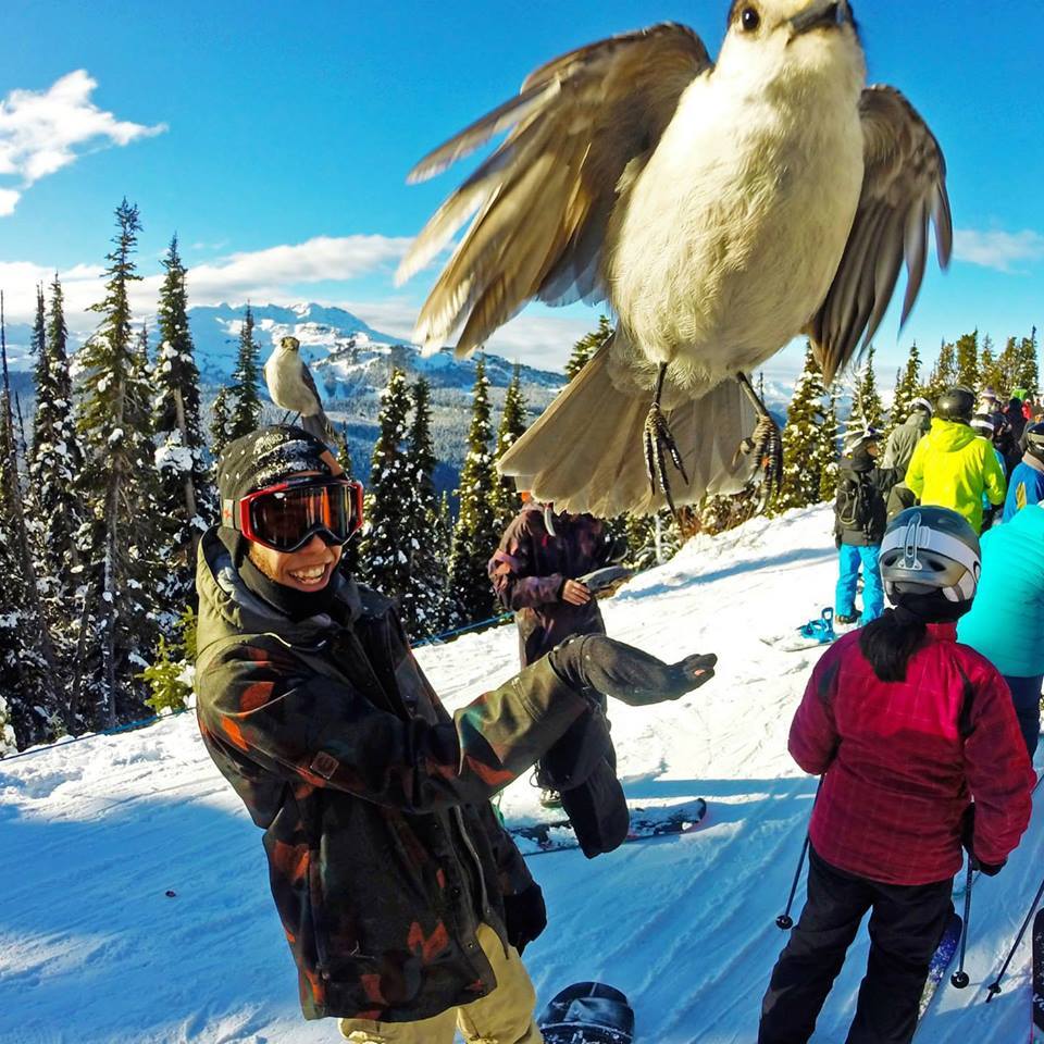 Perfect Timing In Whistler, Canada