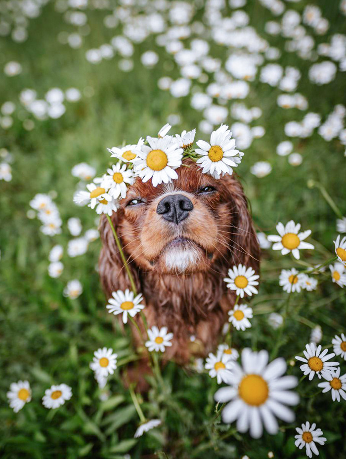 My Dog In A Flower Crown