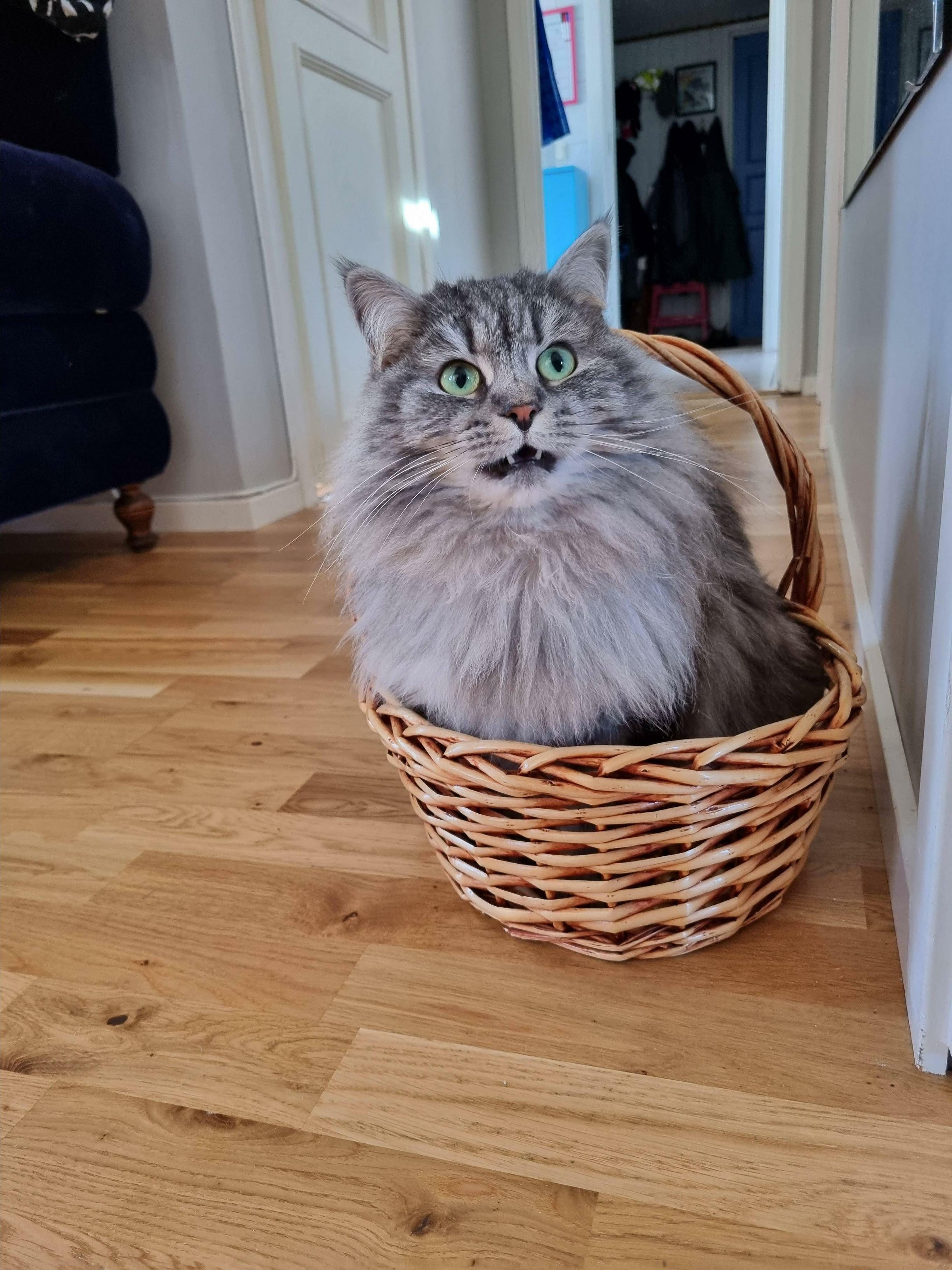 chat dans un panier