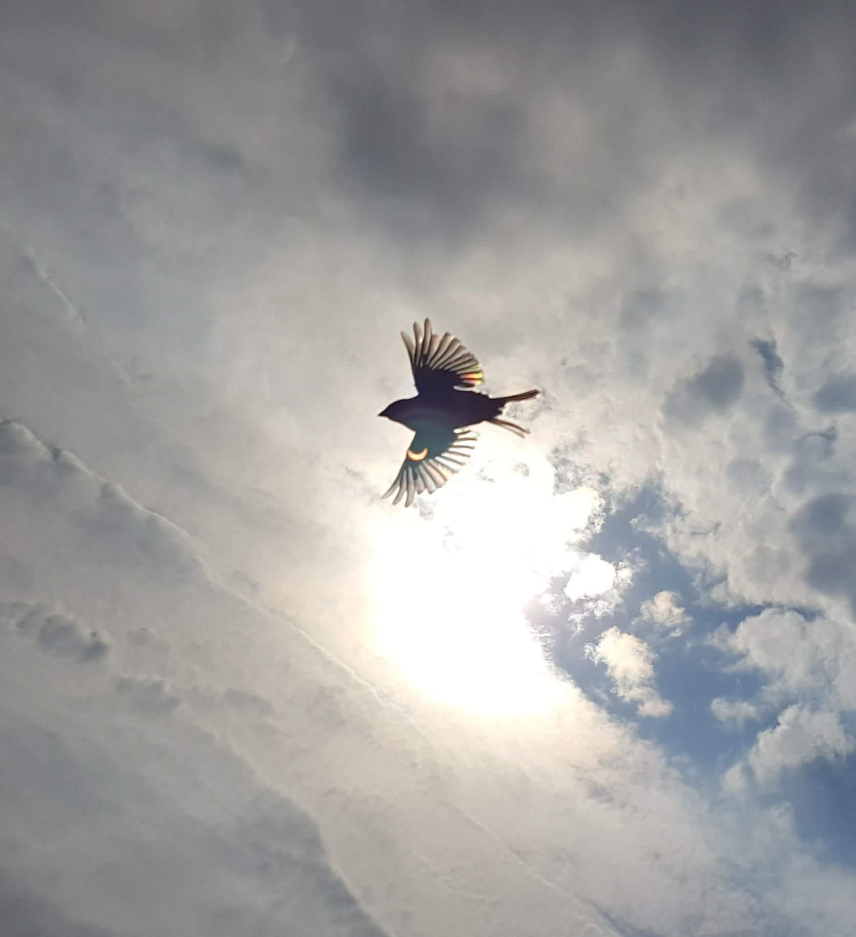 Eclipse On A Bird’s Wing