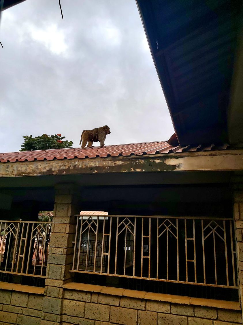 View From My Window-I Was Admitted In The Hospital..st.mary’s Langata-Nairobi Kenya