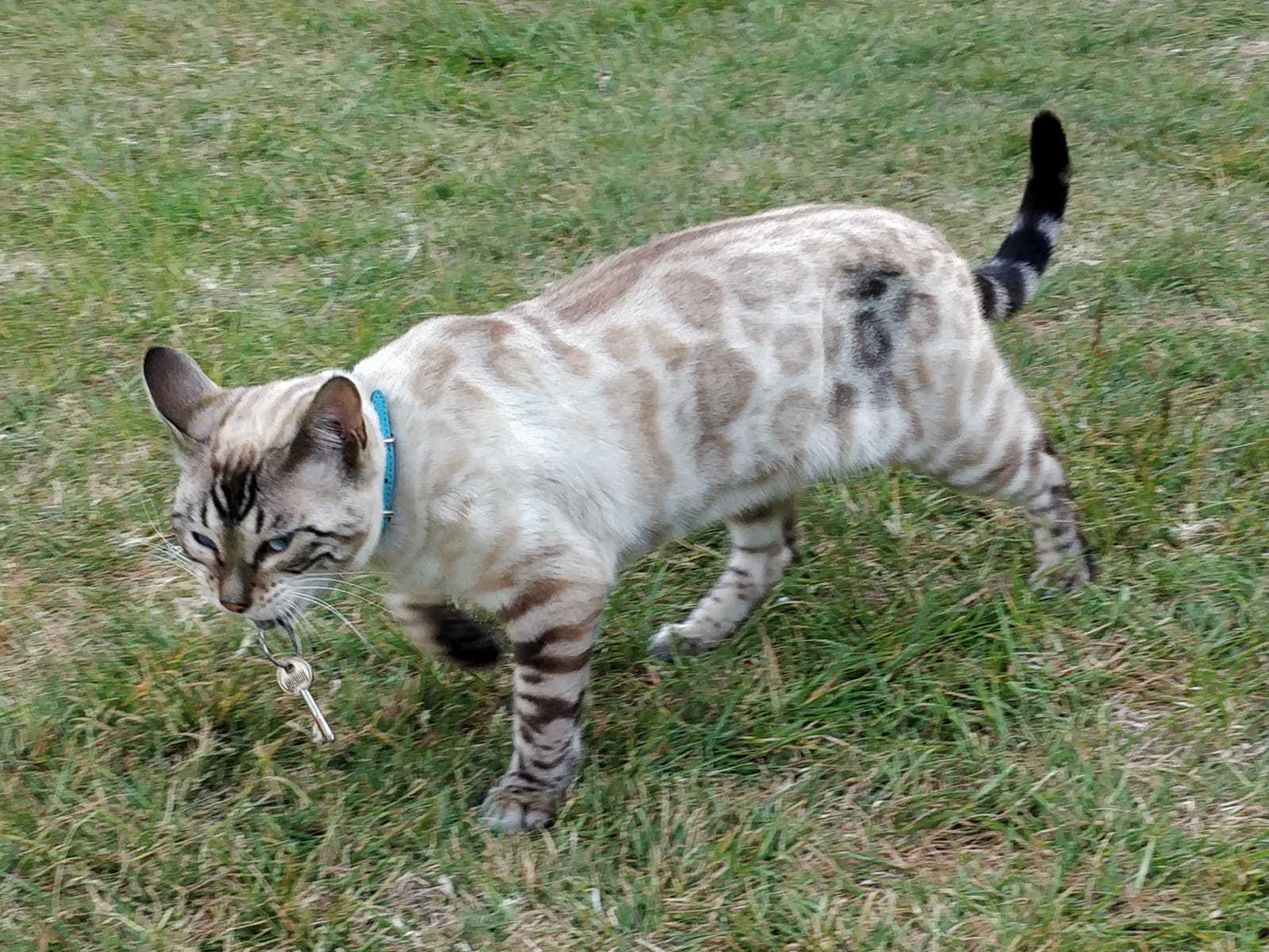 My Cat Just Came Back From One Of Her Evening Strolls With Someone Else’s Keys In Her Mouth