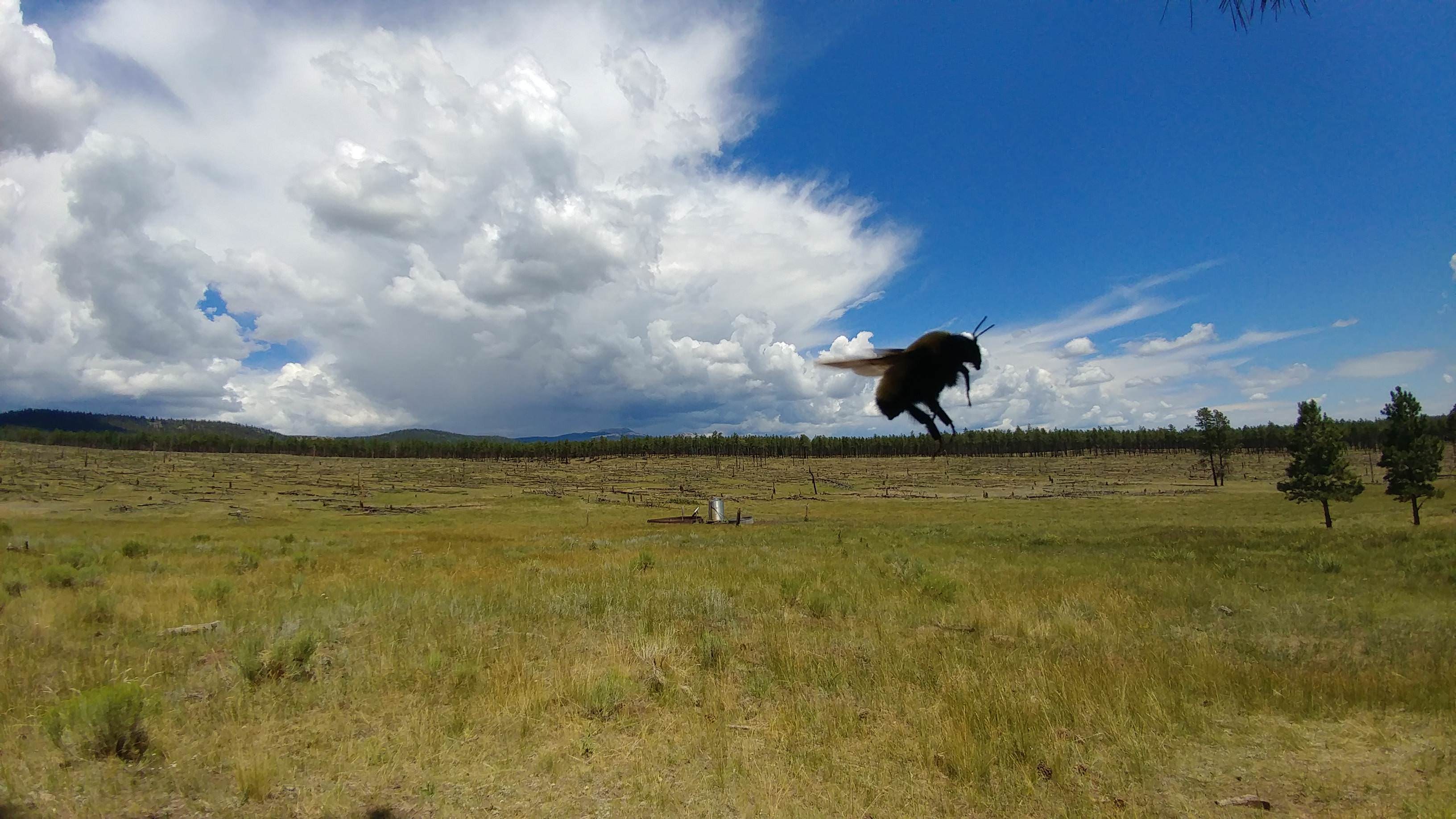 A Bee Flew In Front Of My Camera At The Perfect Time