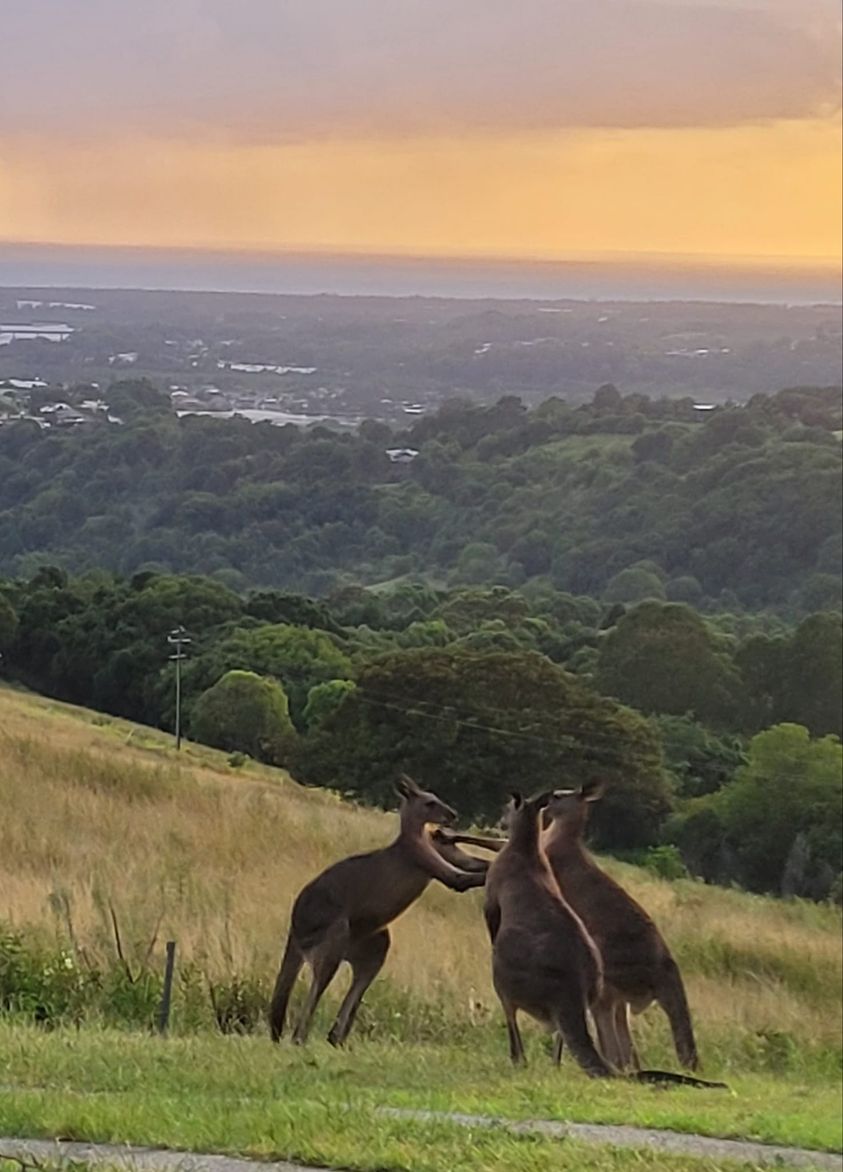 View From My Window In Bilambil Heights, East Coast, New South Wales, Australia