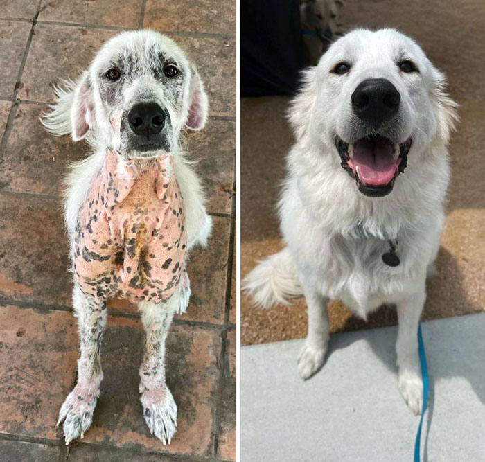 Kodiak’s Before vs. After. He Had Mange And Was Malnourished. Once We Got Him On The Right Meds, His Hair Grew Back So Fluffy
