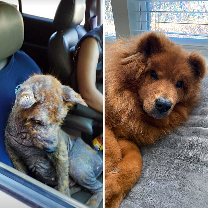 Forever Grateful For Those Who Rescued My Guy. Before vs. After