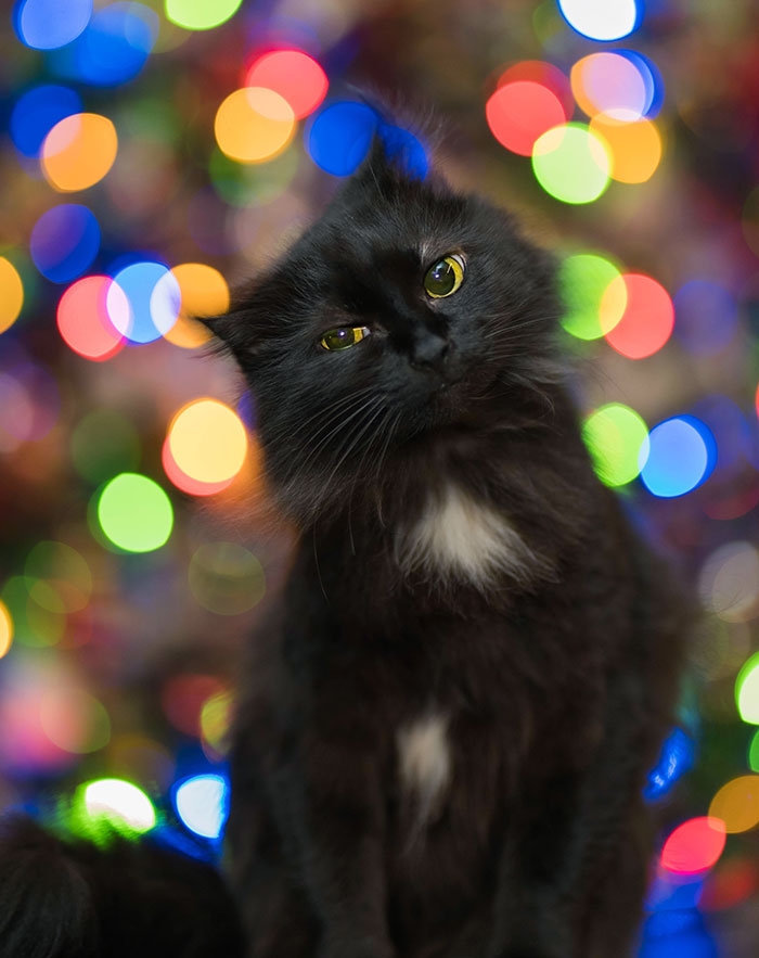 My Cat’s Christmas Tree Portrait