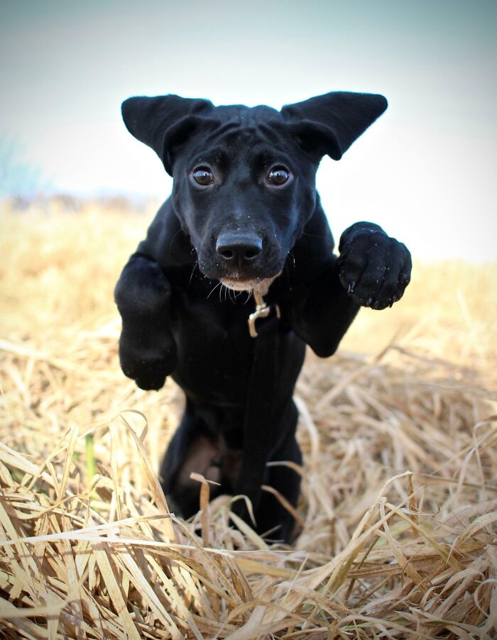 I Took A Picture Of My Puppy Jumping In A Field