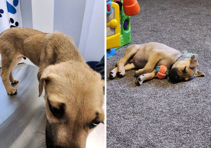 A 10-Week-Old Puppy Was Surrendered To Me For Having Seizures. Now He’s Improved So Much With Good Nutrition And Lots Of Vet Visits