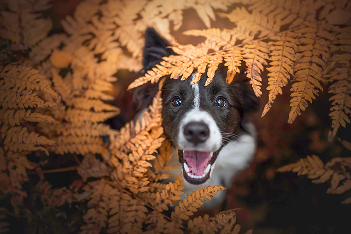 After 5 Long Years, My Boyfriend And I Got Our First Dog, Murphy. And I Can Finally Pick Up My Old Hobby Again, Dog Photography! She’s The Best Model