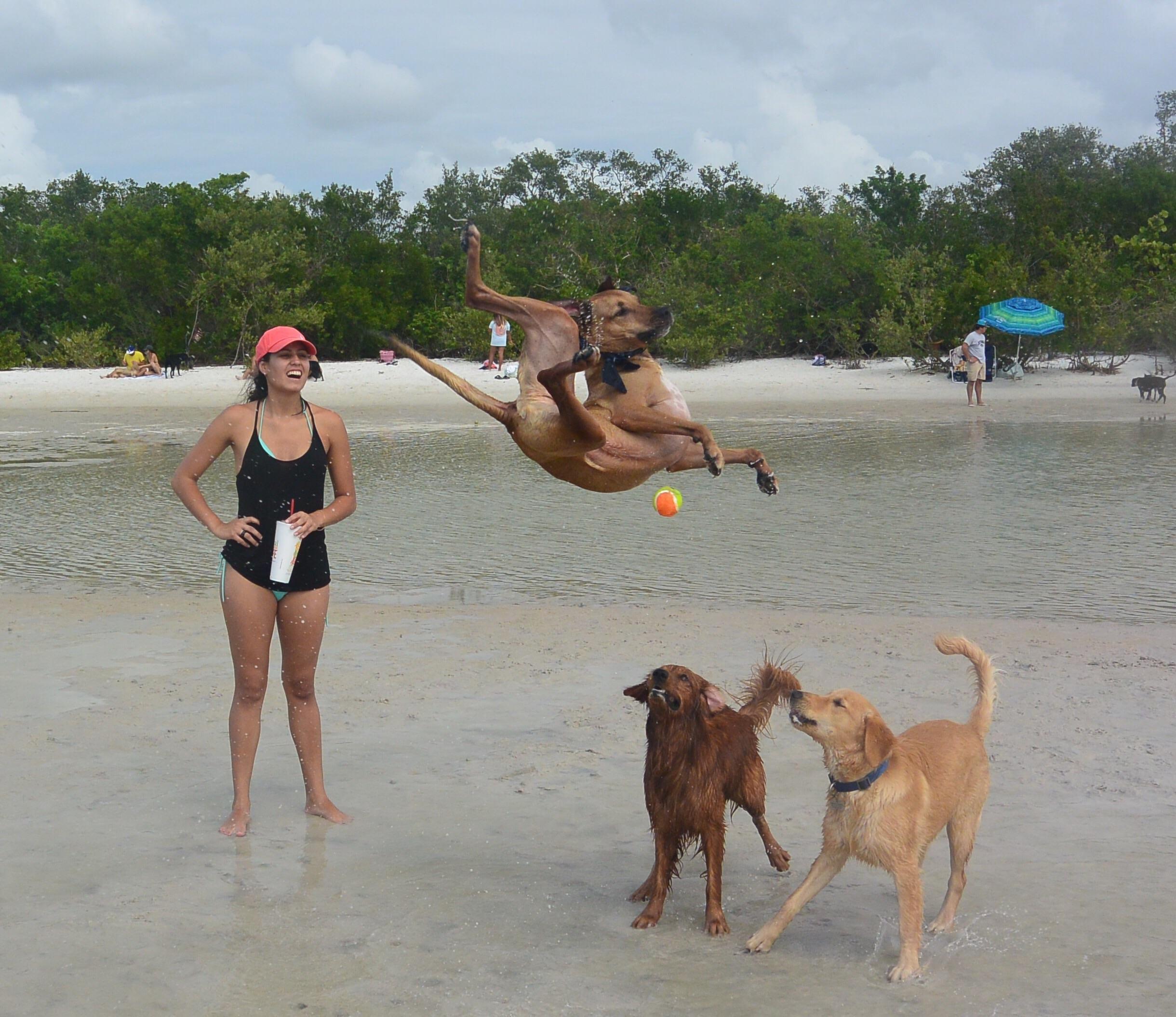 This Dog Trying To Catch The Ball