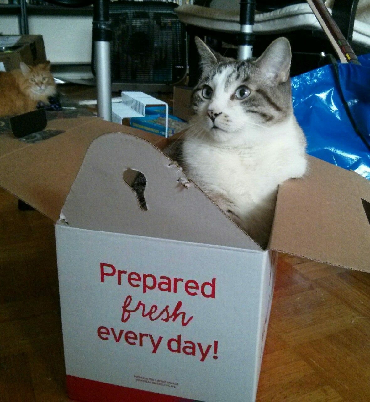 chat, préparé frais tous les jours