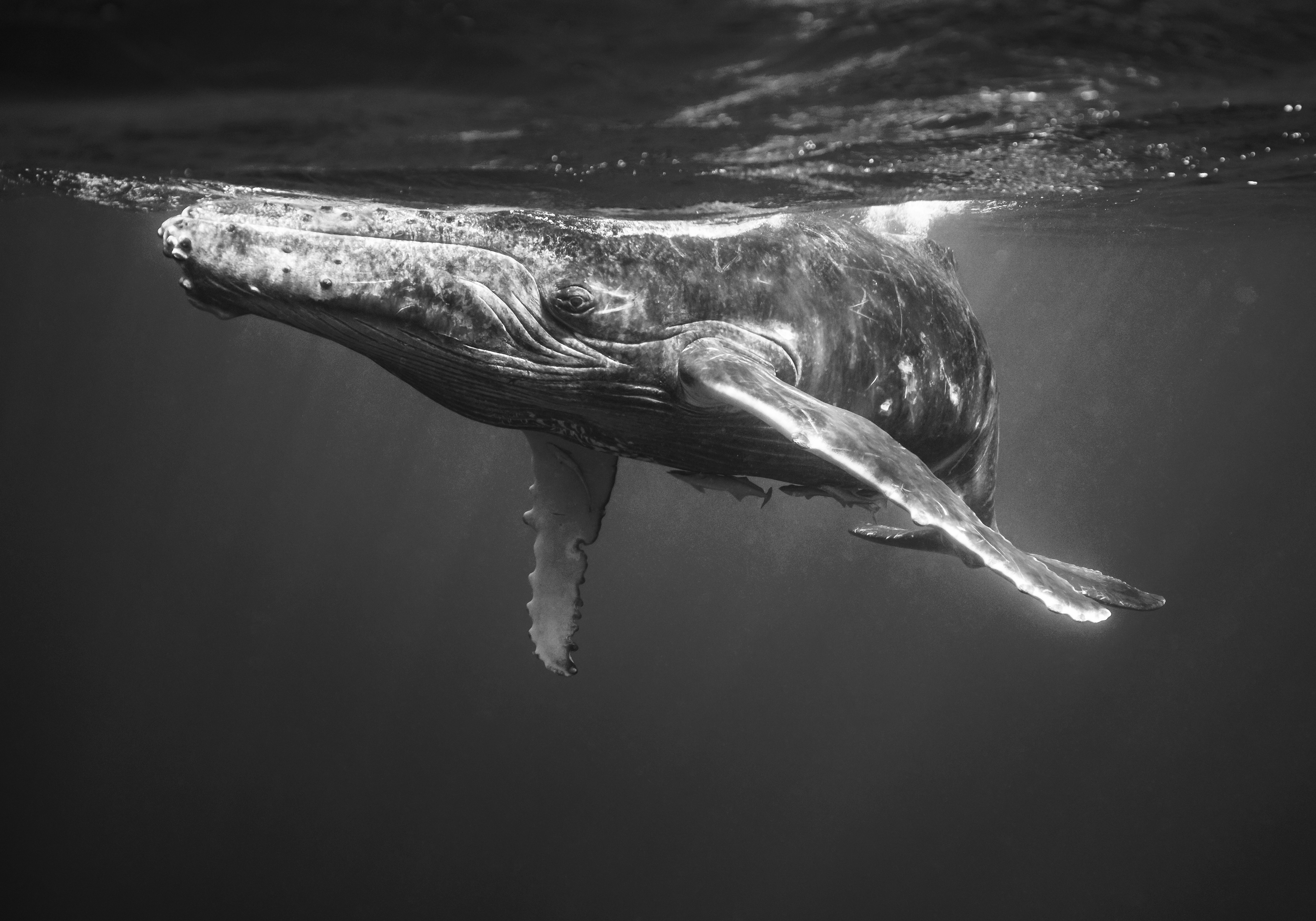Floating Together By Zola Chen
