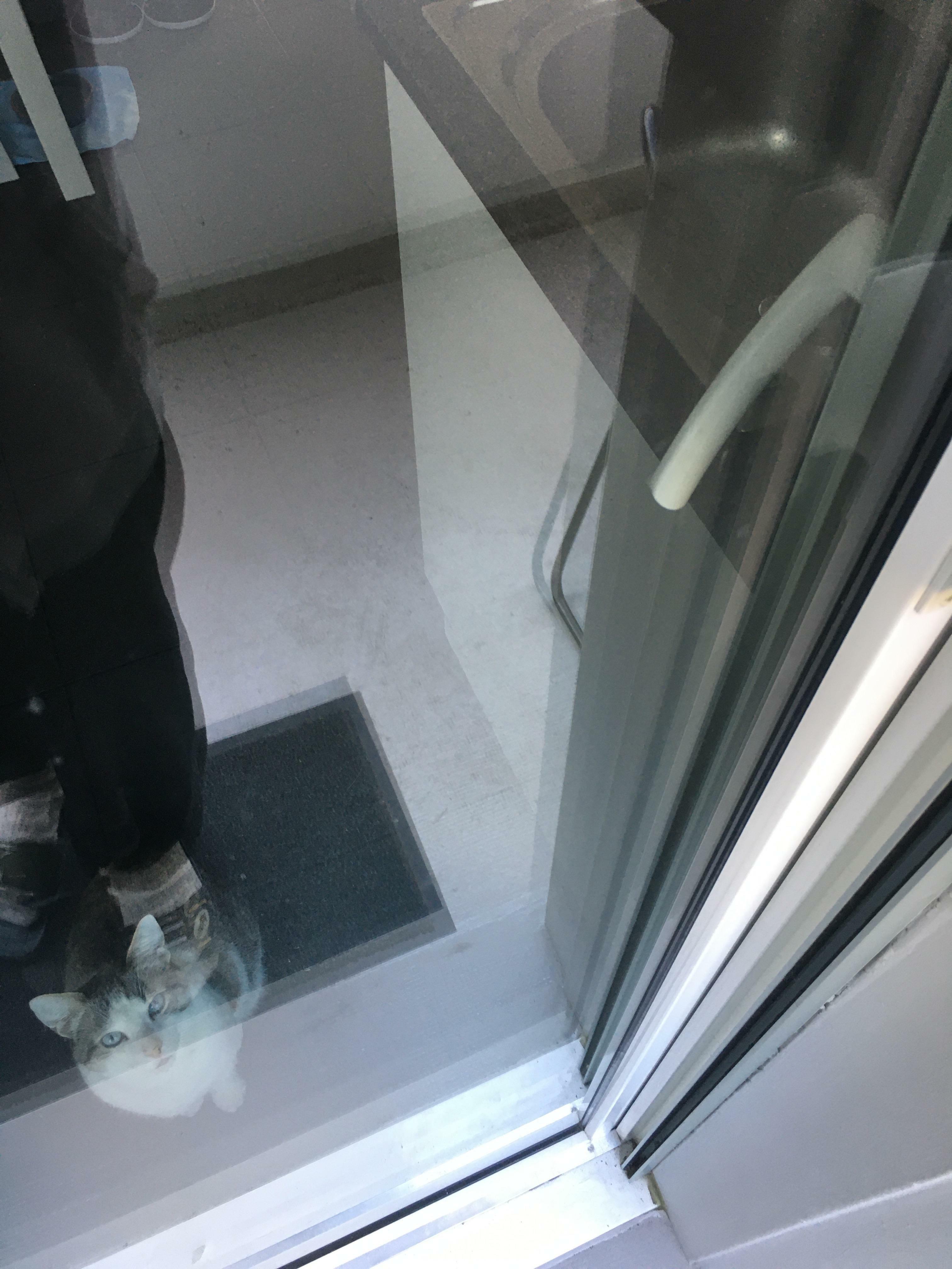 The Cat Closed The Balcony Door On Me By Standing On The Handle And Pushing It Down. I Had To Wait For Someone Who Had A Key To My Apartment To Open It Up For Me. Luckily, I Had My Phone With Me