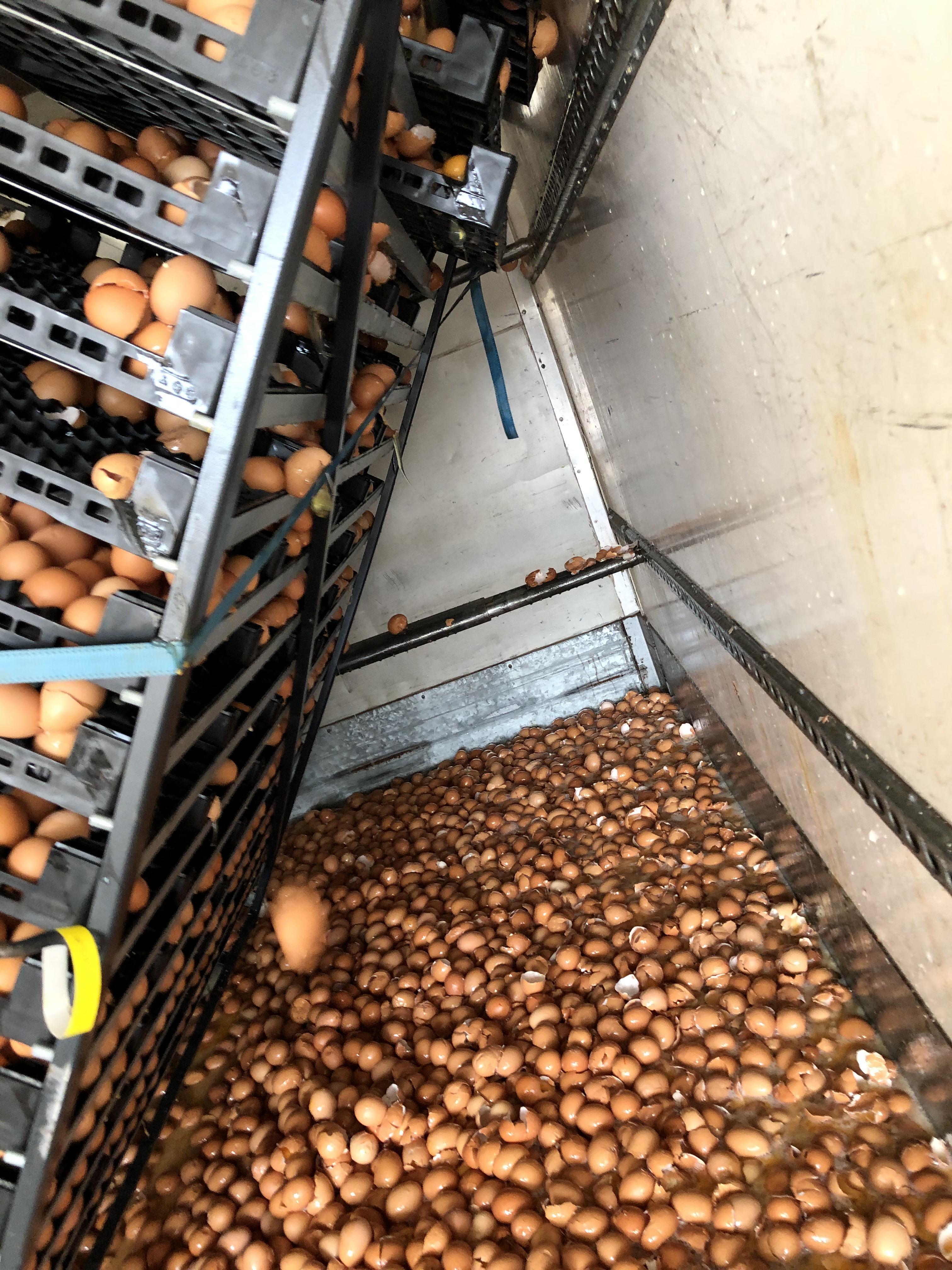 Somebody Didn’t Strap The Egg Trolleys In Properly On The Truck. 10,500 Eggs Broken