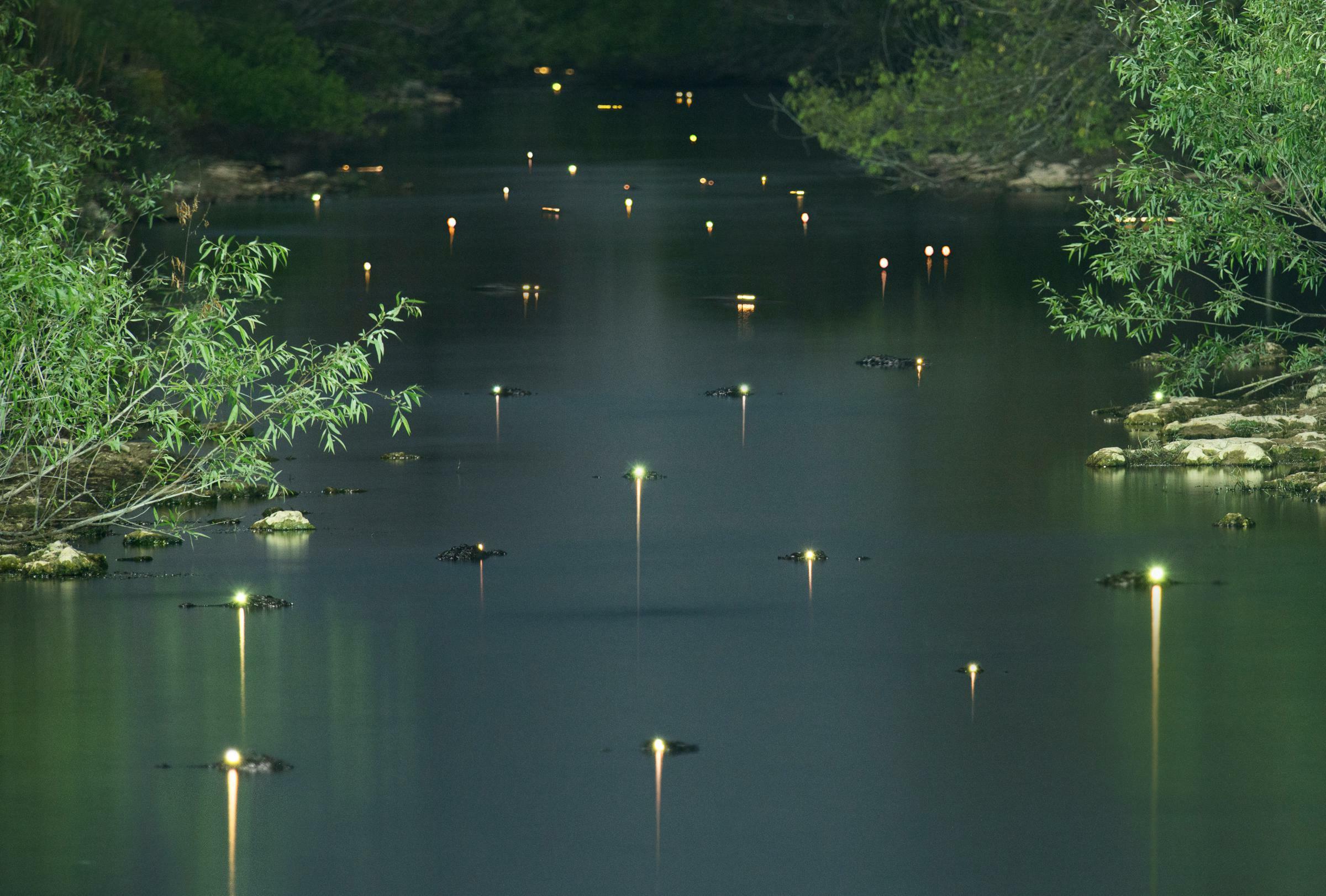 The Shining Eyes Of Gators In The Everglades