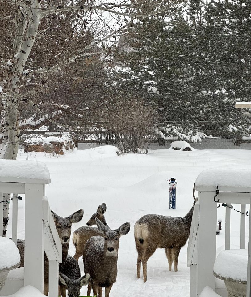 View From Our Kitchen Window. Castle Rock, Colorado USA