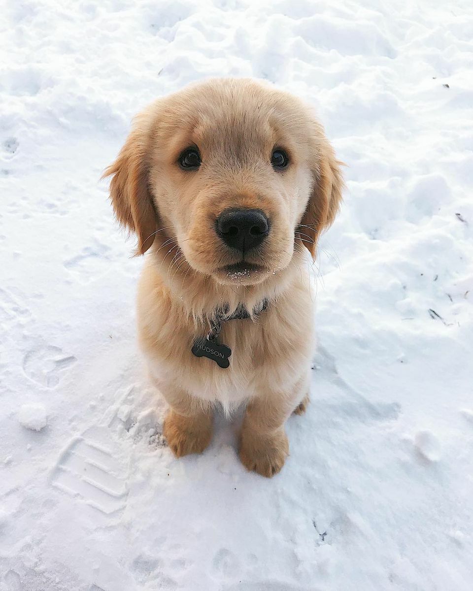 Your Daily Dose Of Cuteness – Golden Retriever Puppy