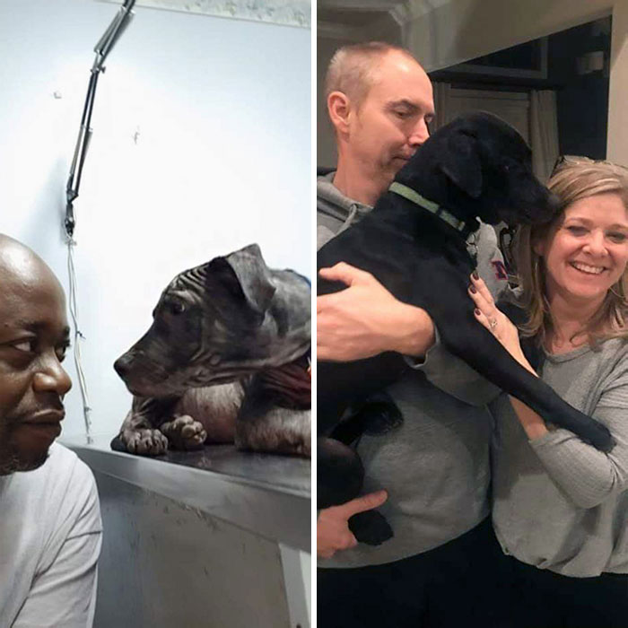Wrinkles The Dog I Rescued. Look At Him Now With His Forever Parents