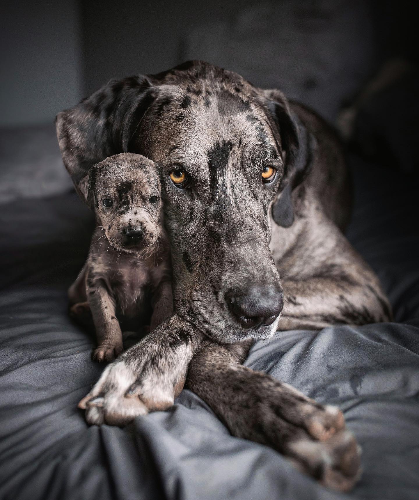 69 photos montrant la comparaison de la croissance des chiens en tant que chiots et en tant qu’adultes dans ces photos combinées que j’ai faites.