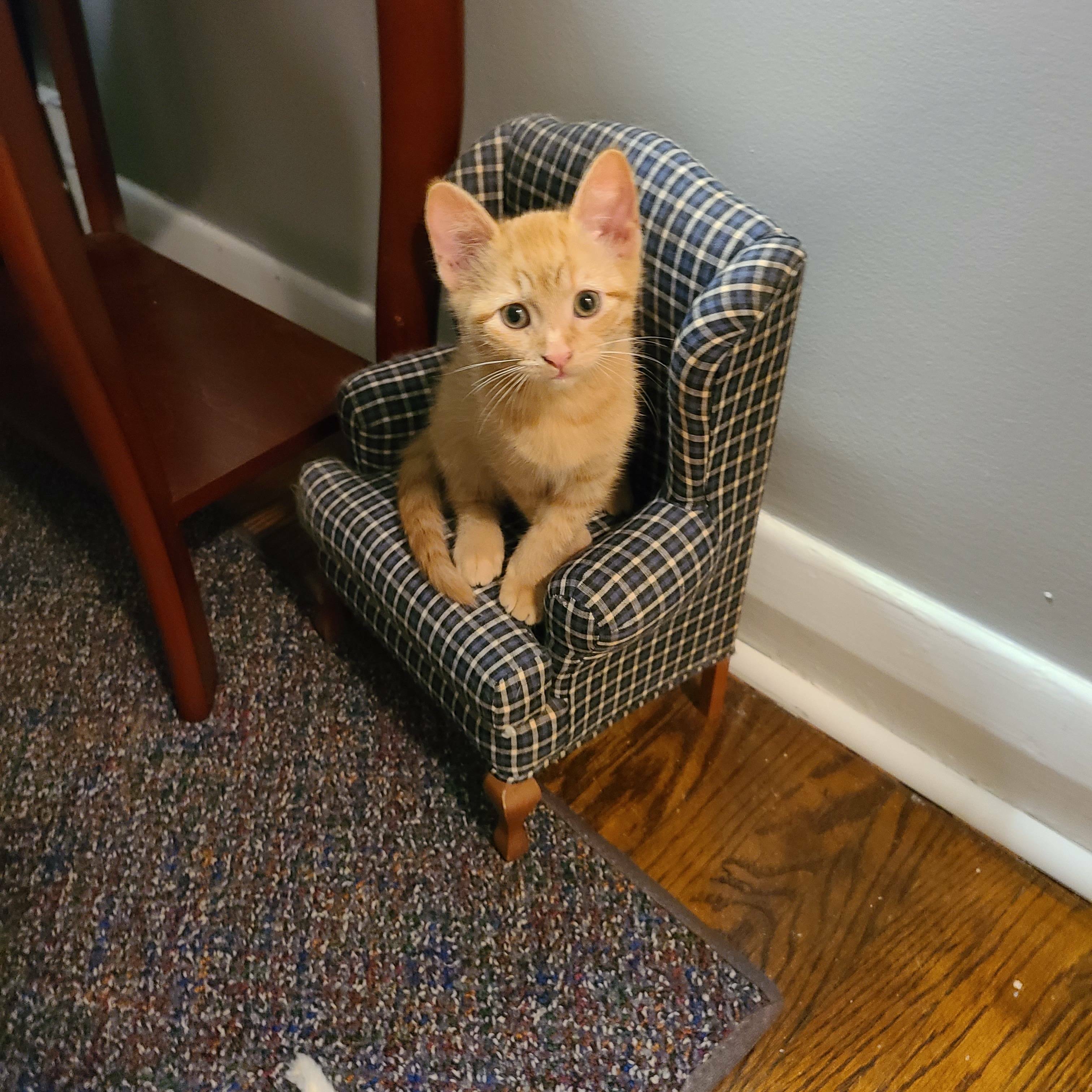 Mon chat a aussi une petite chaise ! Dis bonjour à Fred !