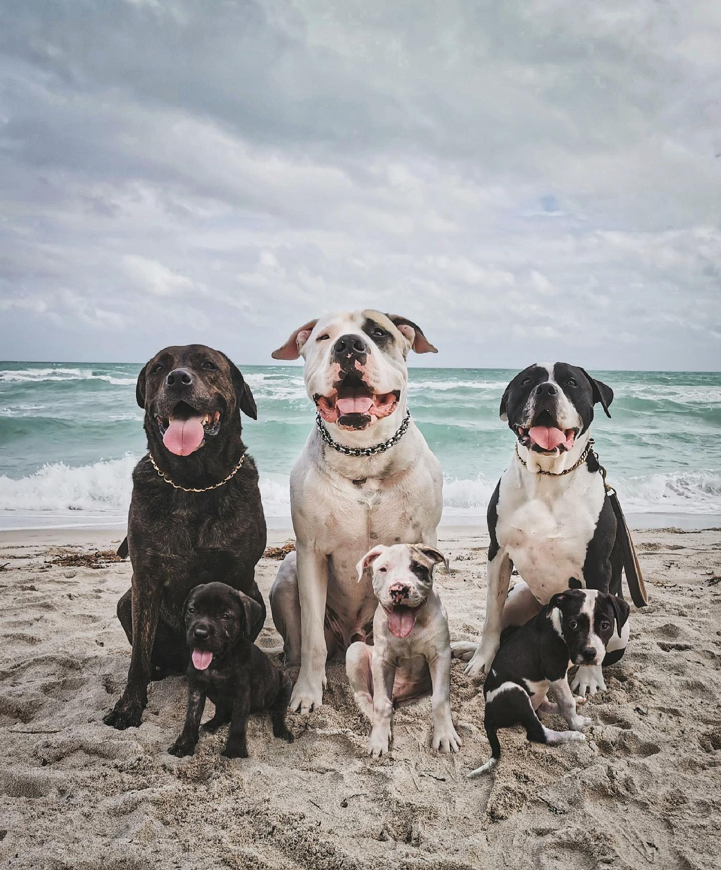69 photos montrant la comparaison de la croissance des chiens en tant que chiots et en tant qu’adultes dans ces photos combinées que j’ai faites.