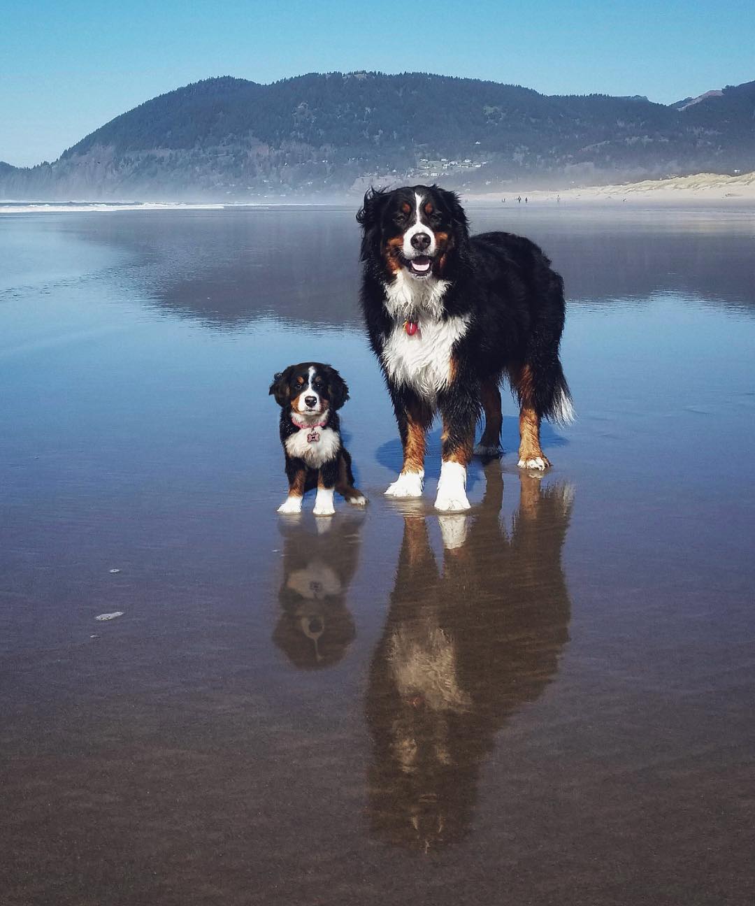 69 photos montrant la comparaison de la croissance des chiens en tant que chiots et en tant qu’adultes dans ces photos combinées que j’ai faites.