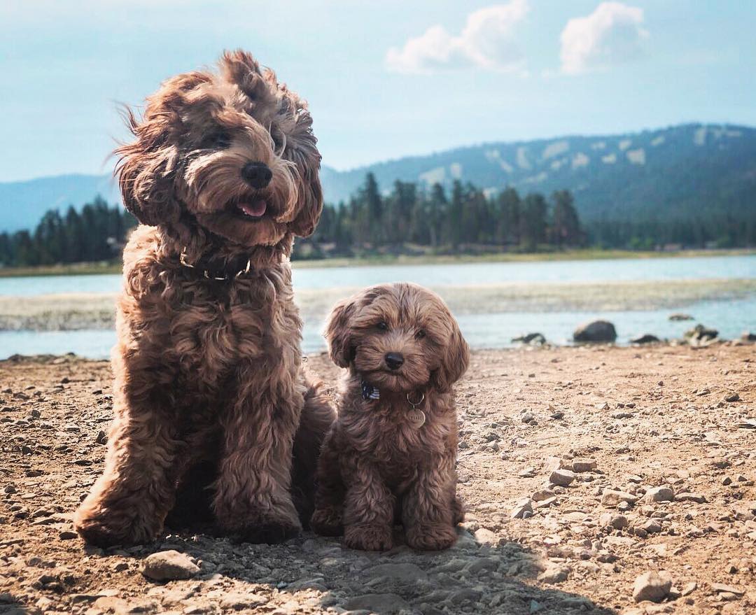 69 photos montrant la comparaison de la croissance des chiens en tant que chiots et en tant qu’adultes dans ces photos combinées que j’ai faites.